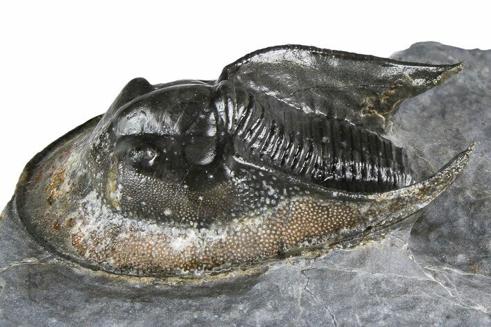 Gorgeous Scotoharpes Trilobite - Boudib, Morocco #382838